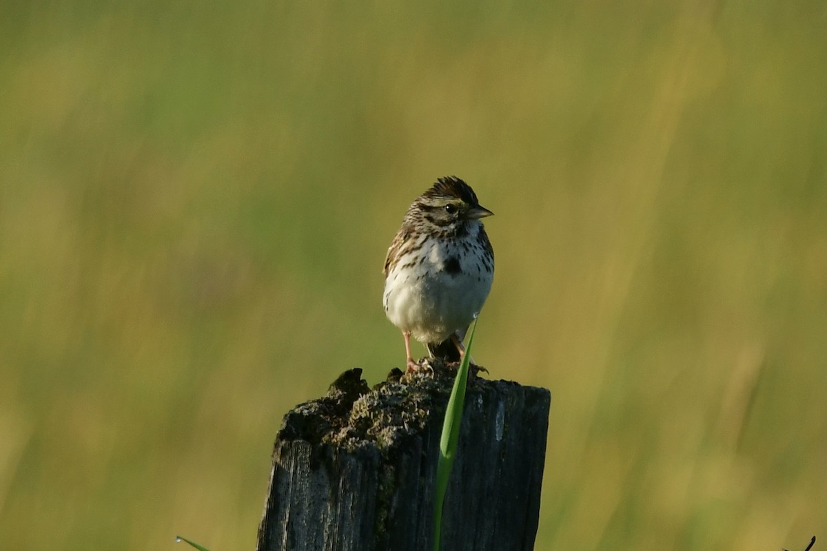 Savannah Sparrow - ML589708401