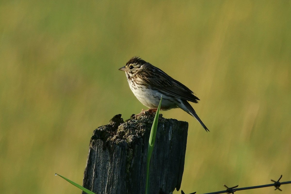 Savannah Sparrow - ML589708411