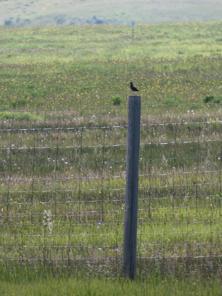 Wilson's Snipe - ML589708561