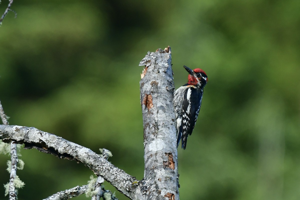 Red-naped Sapsucker - ML589708621