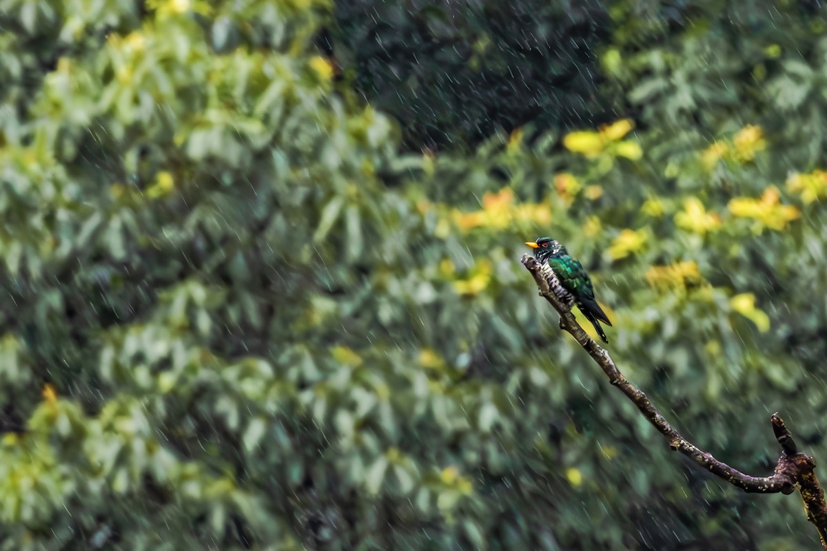 Asian Emerald Cuckoo - ML589708651