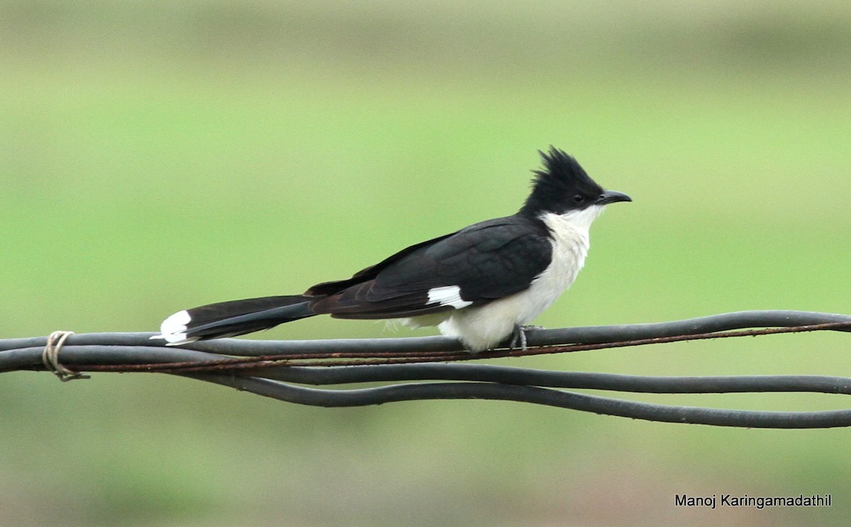 Pied Cuckoo - Manoj Karingamadathil