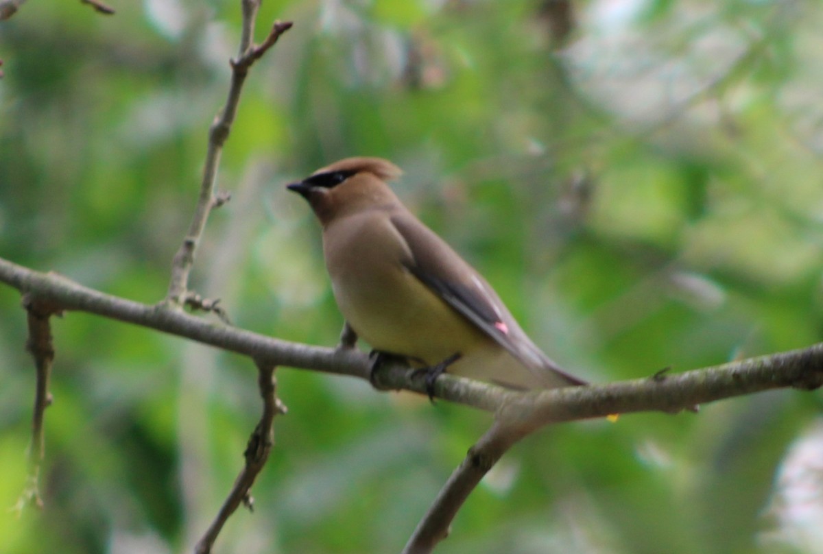 Cedar Waxwing - ML589709451