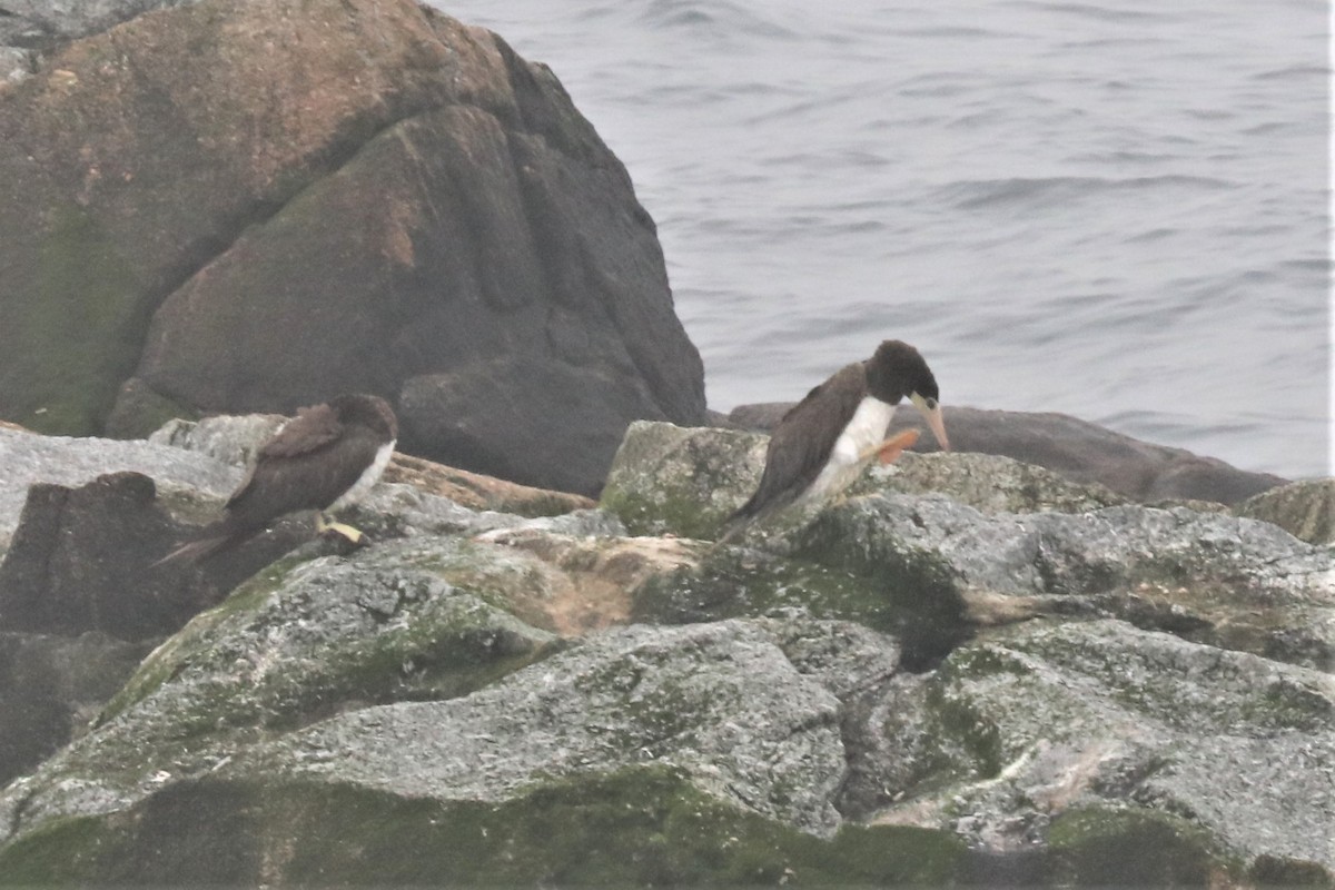 Brown Booby - ML589709591