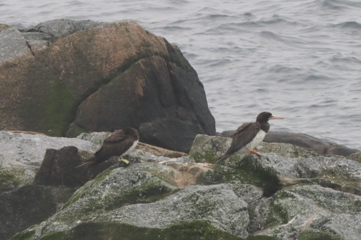 Brown Booby - ML589709621