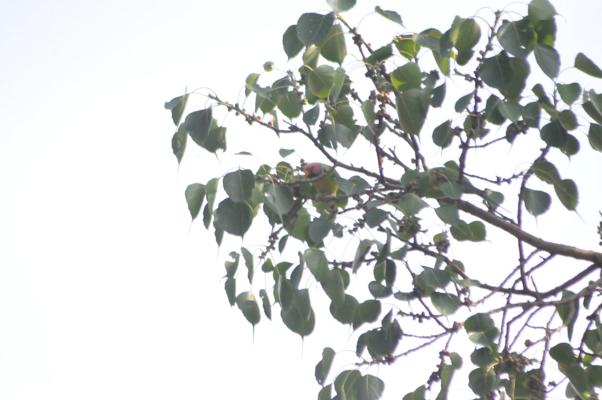 Plum-headed Parakeet - ML589709781