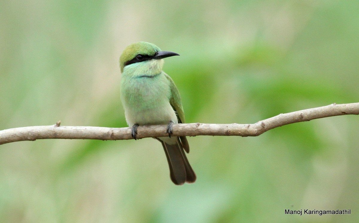 Asian Green Bee-eater - Manoj Karingamadathil