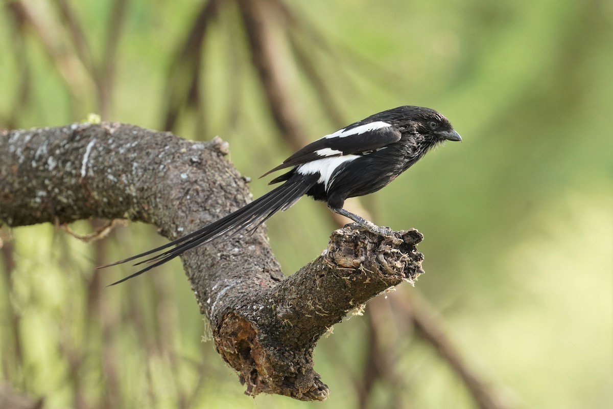 Magpie Shrike - ML589710251