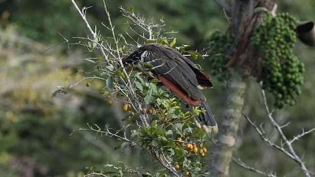 Hoatzin - ML589710441