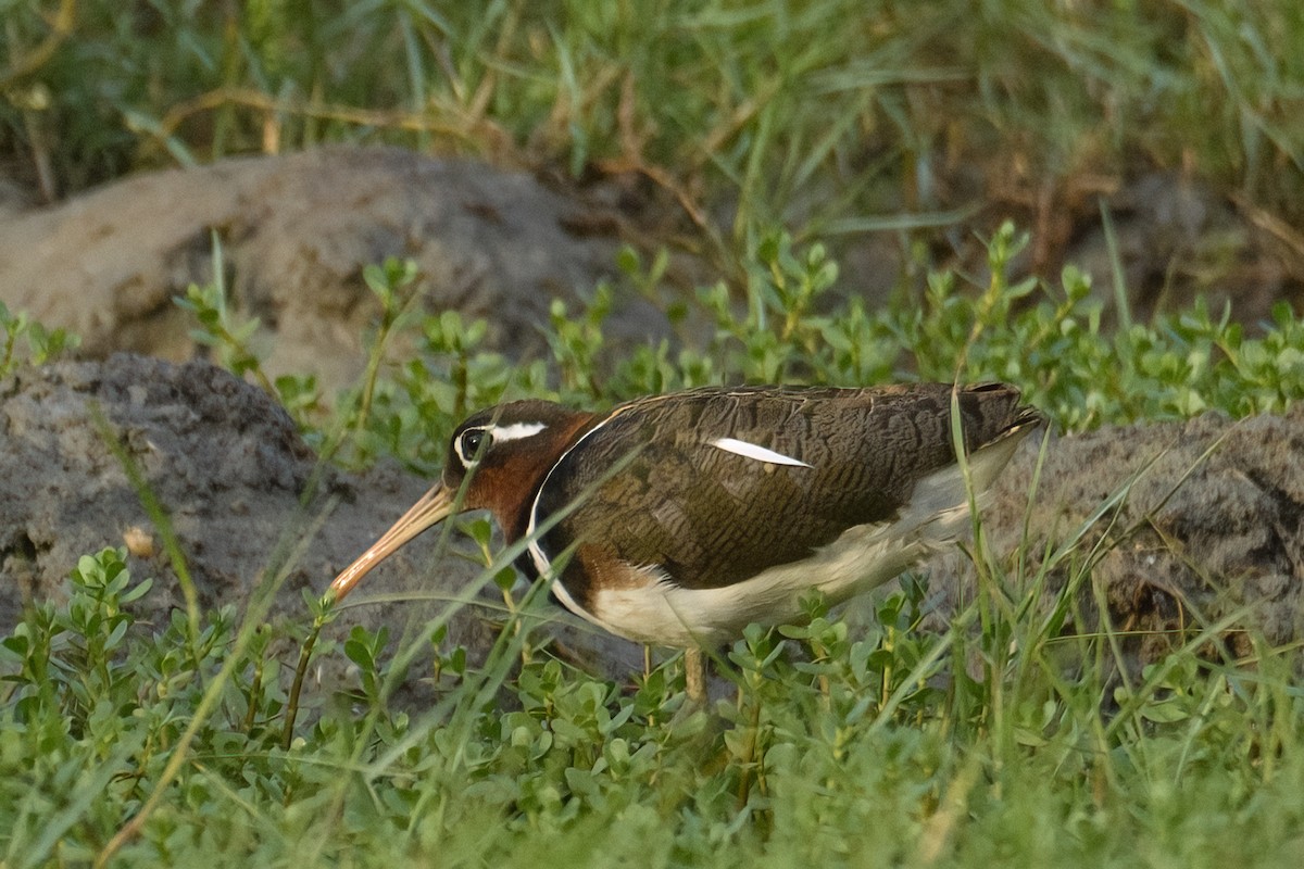 Aguatero Bengalí - ML589710581