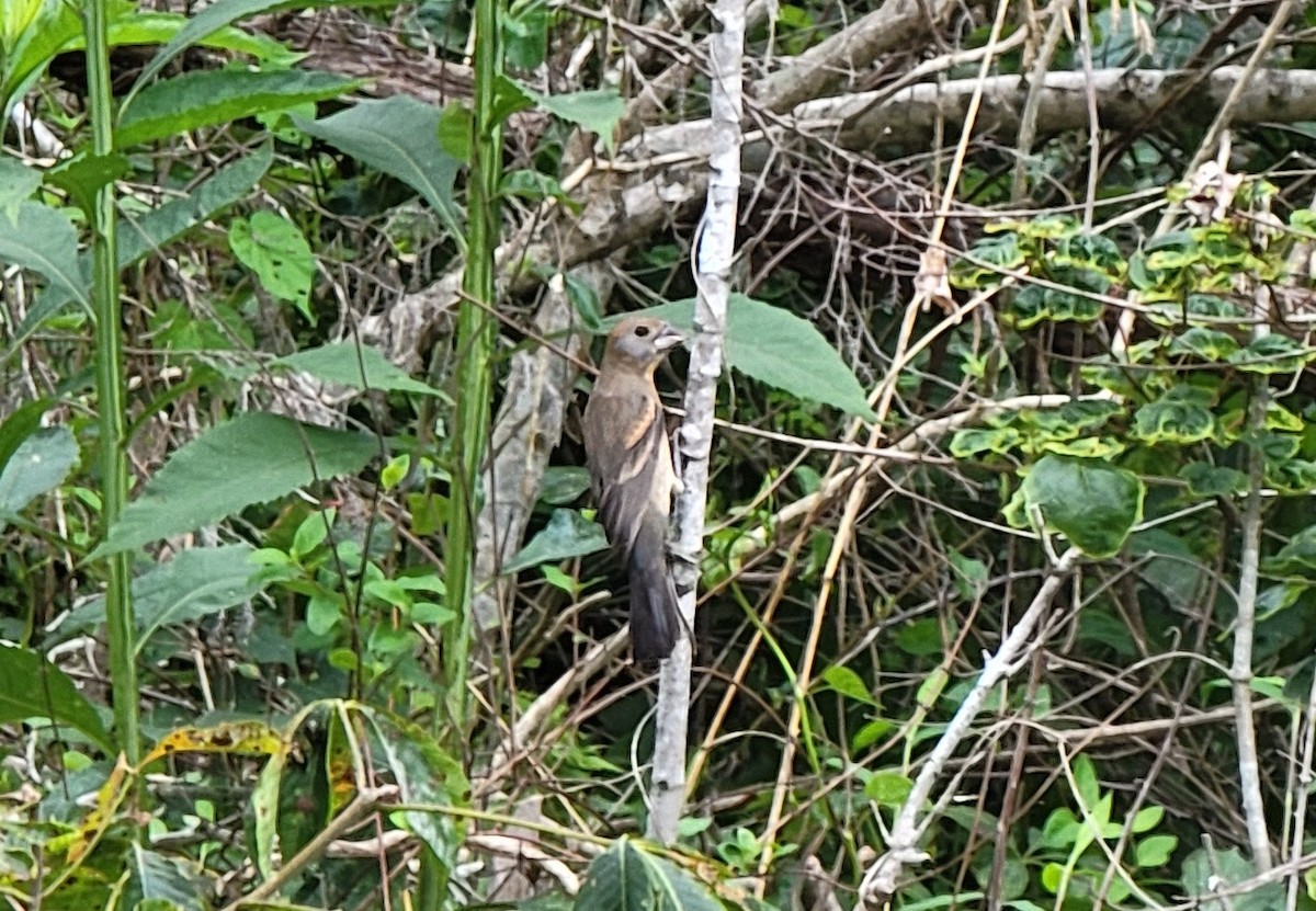 Blue Grosbeak - ML589710621