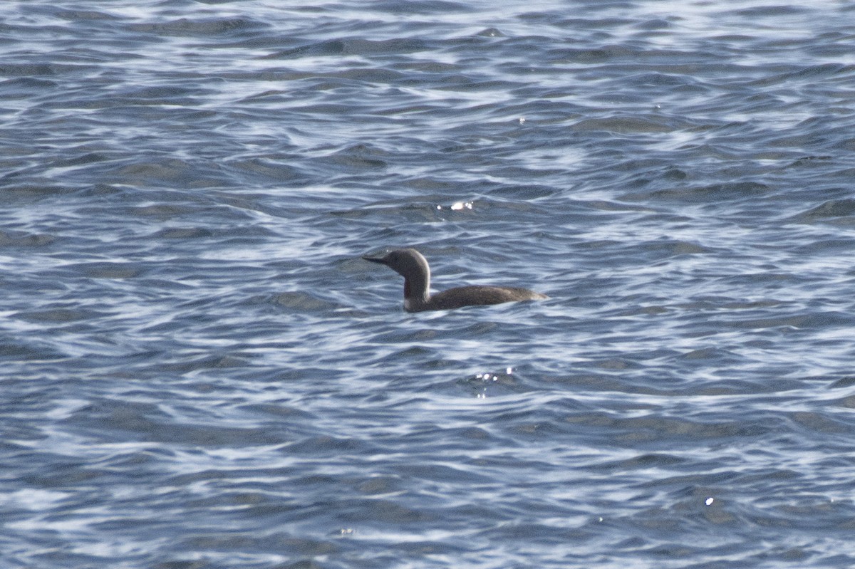 Strolaga minore - ML589710831