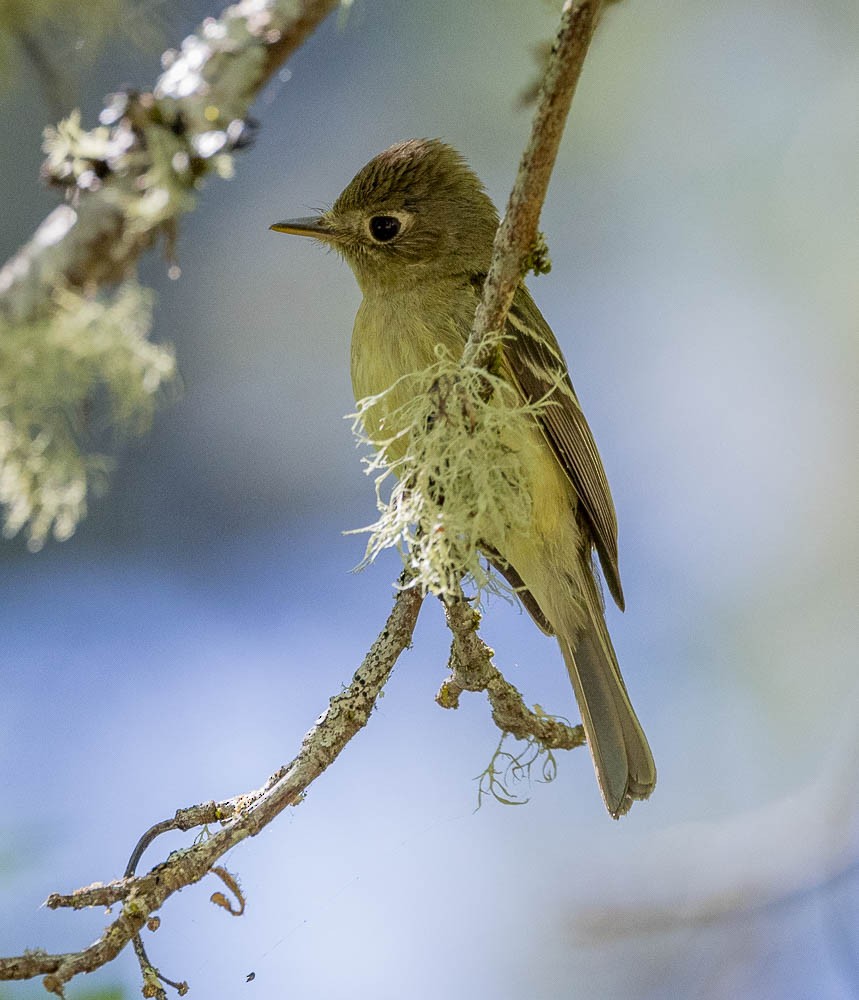 Western Flycatcher (Pacific-slope) - ML589711191