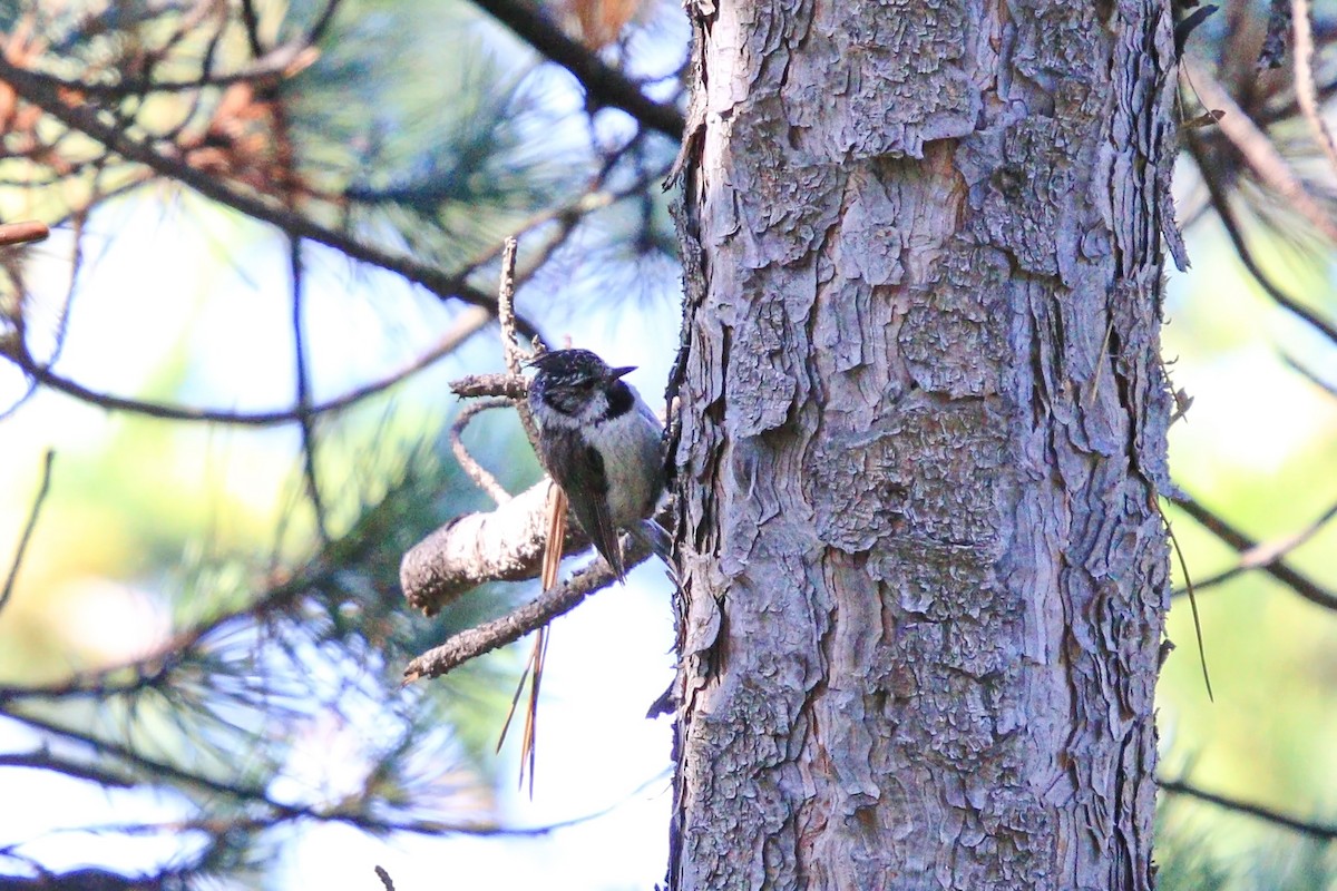 Crested Tit - ML589711301