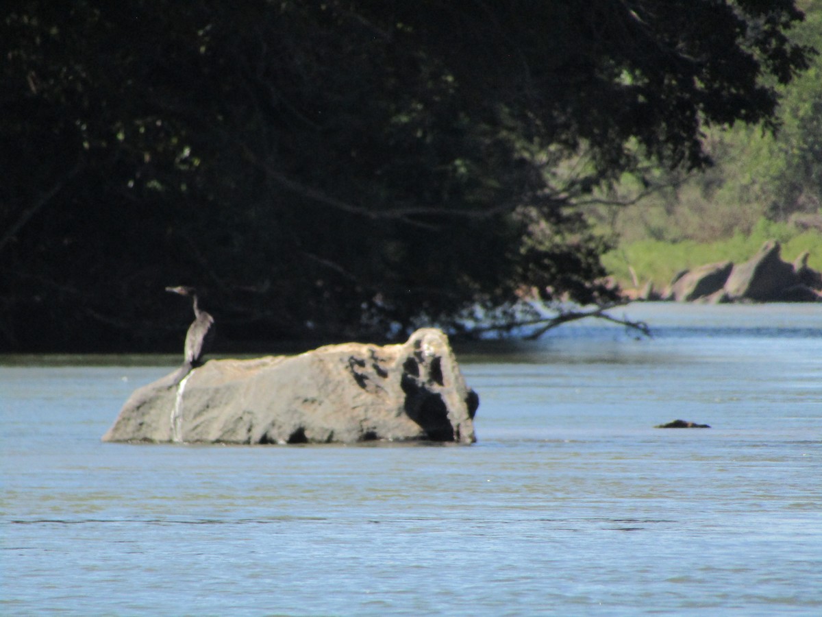 Neotropic Cormorant - ML589711341