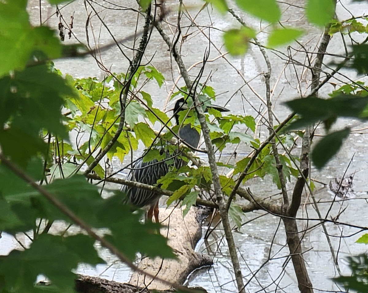 Yellow-crowned Night Heron - ML589711391