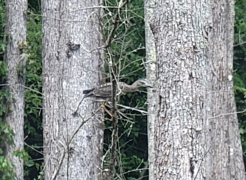 Yellow-crowned Night Heron - ML589711401