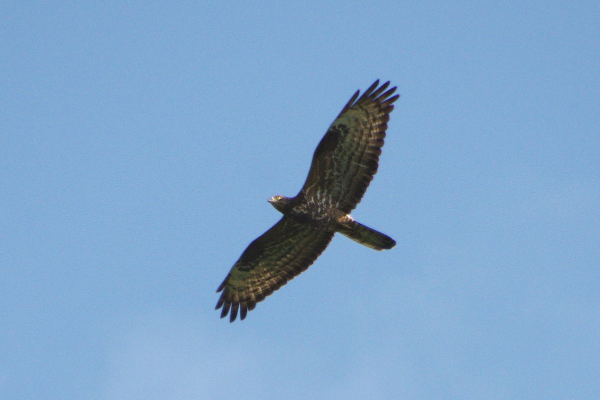 European Honey-buzzard - ML589711801