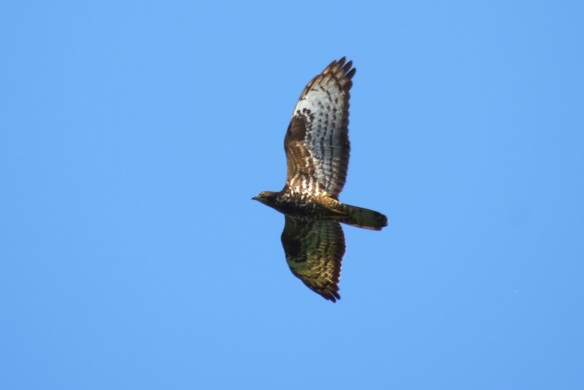 European Honey-buzzard - ML589711811