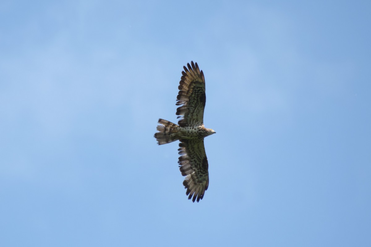 European Honey-buzzard - ML589711821