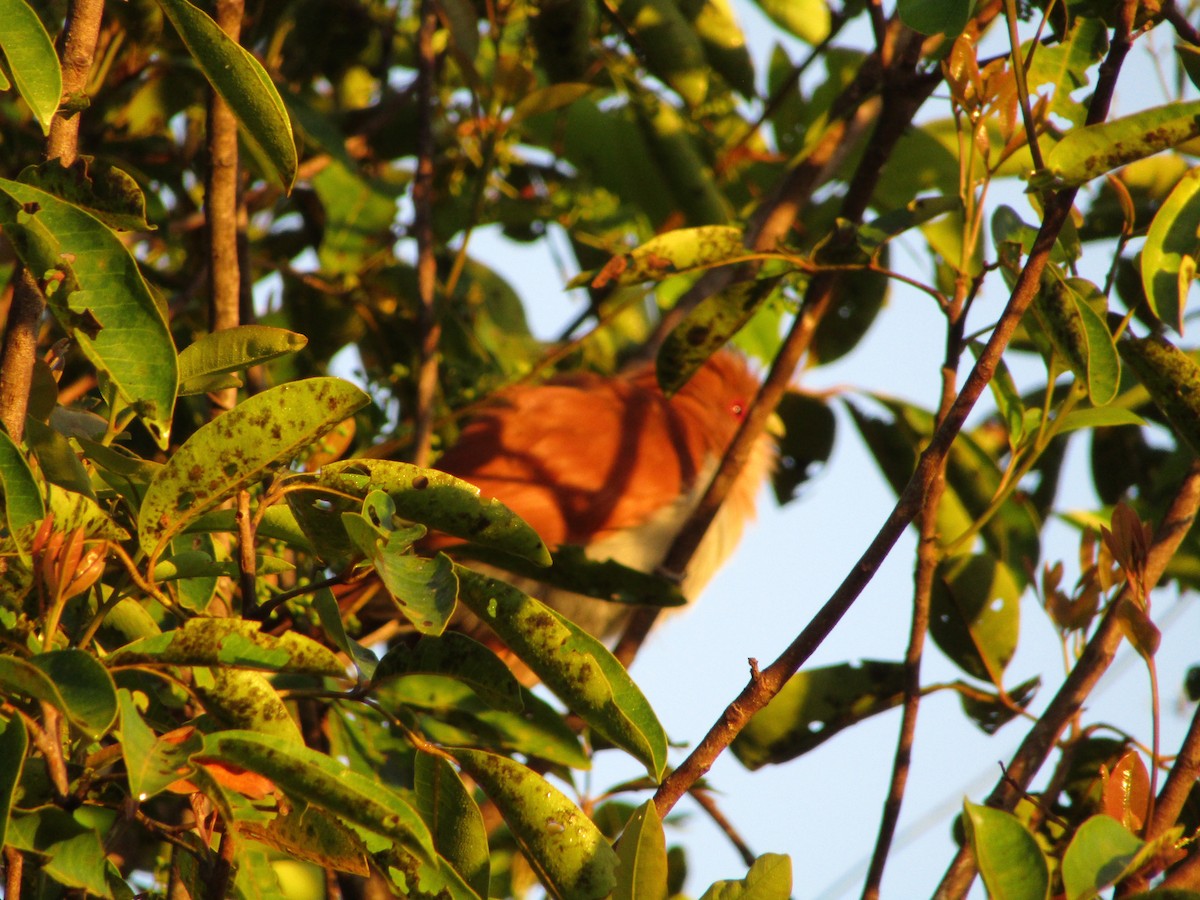 Squirrel Cuckoo - Iza Alencar