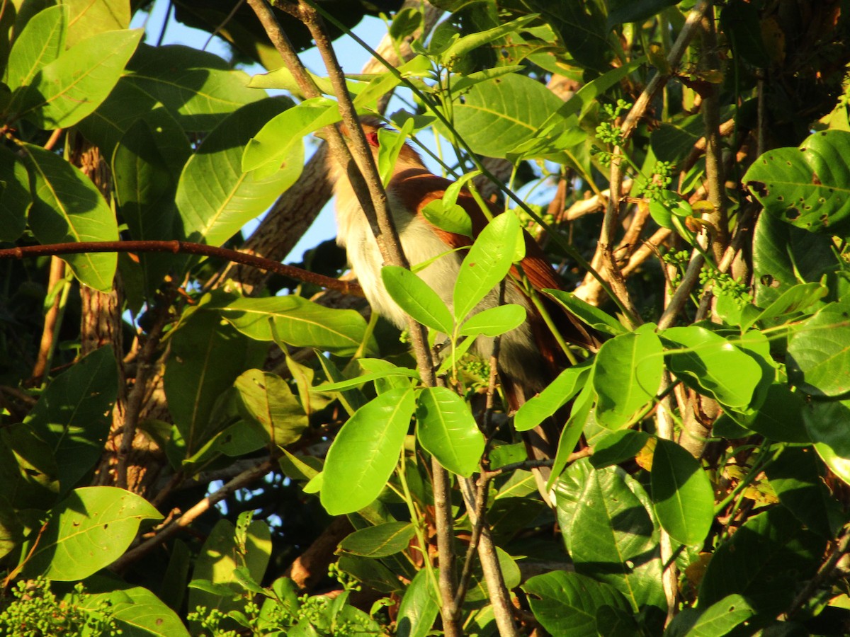 Squirrel Cuckoo - Iza Alencar