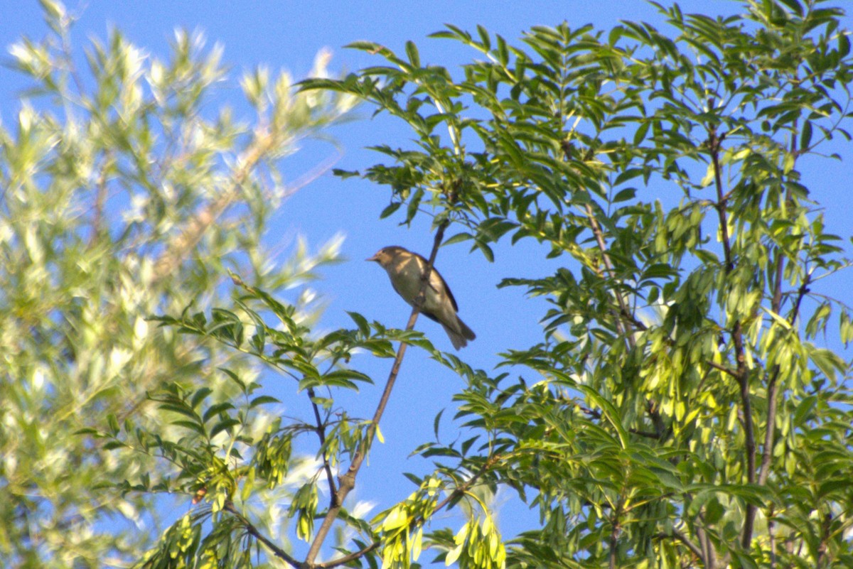 Garden Warbler - ML589712001