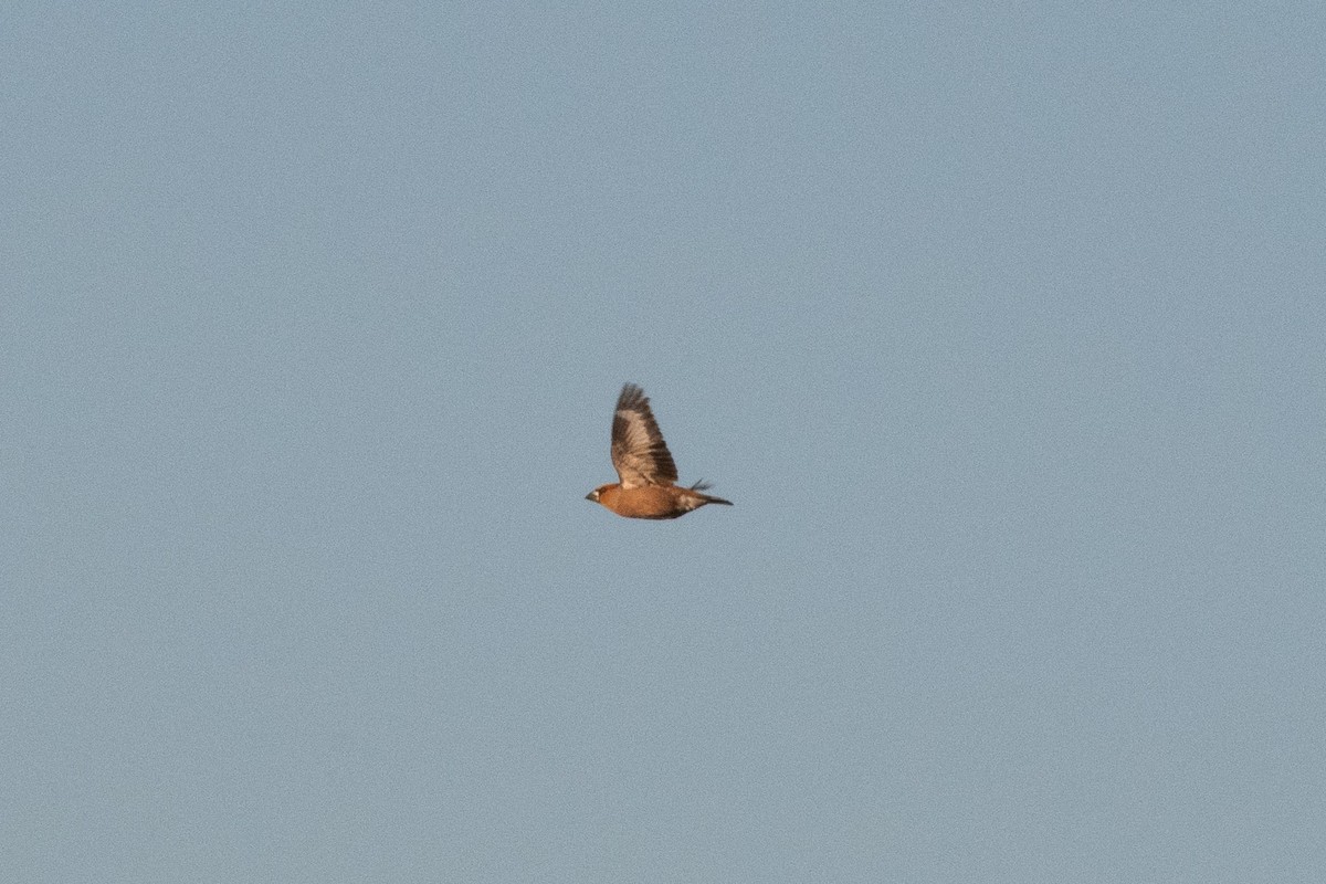 Hawfinch - ML589712101