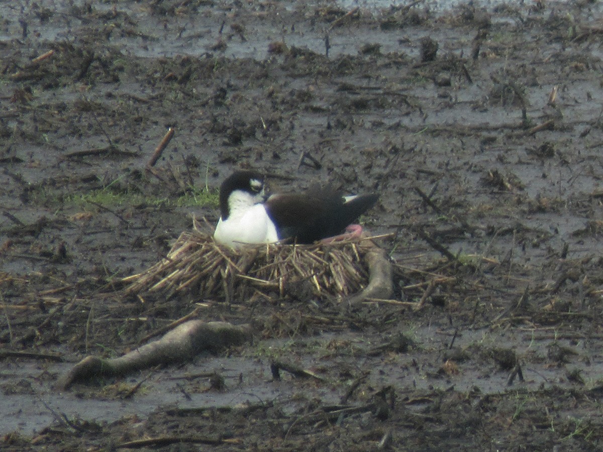 Black-necked Stilt - ML589712541