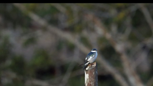 White-winged Swallow - ML589712551