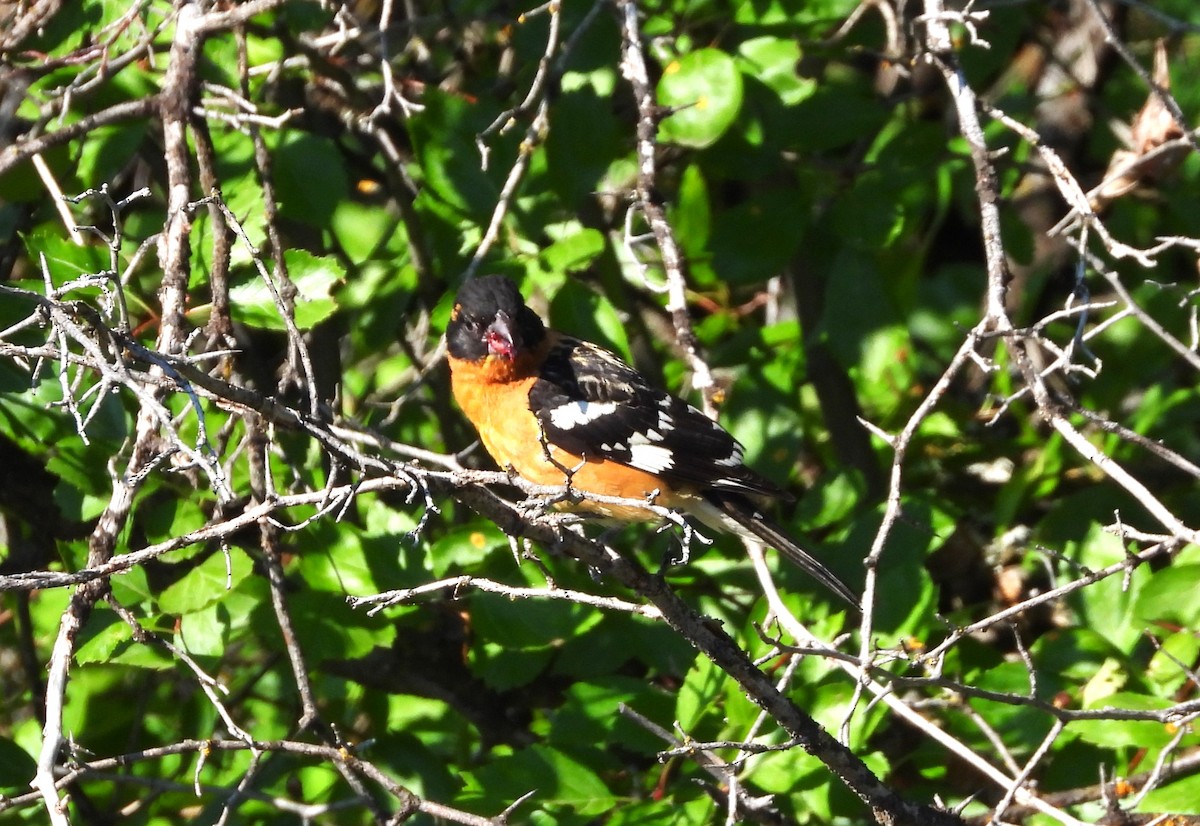 Black-headed Grosbeak - Glenn Pannier