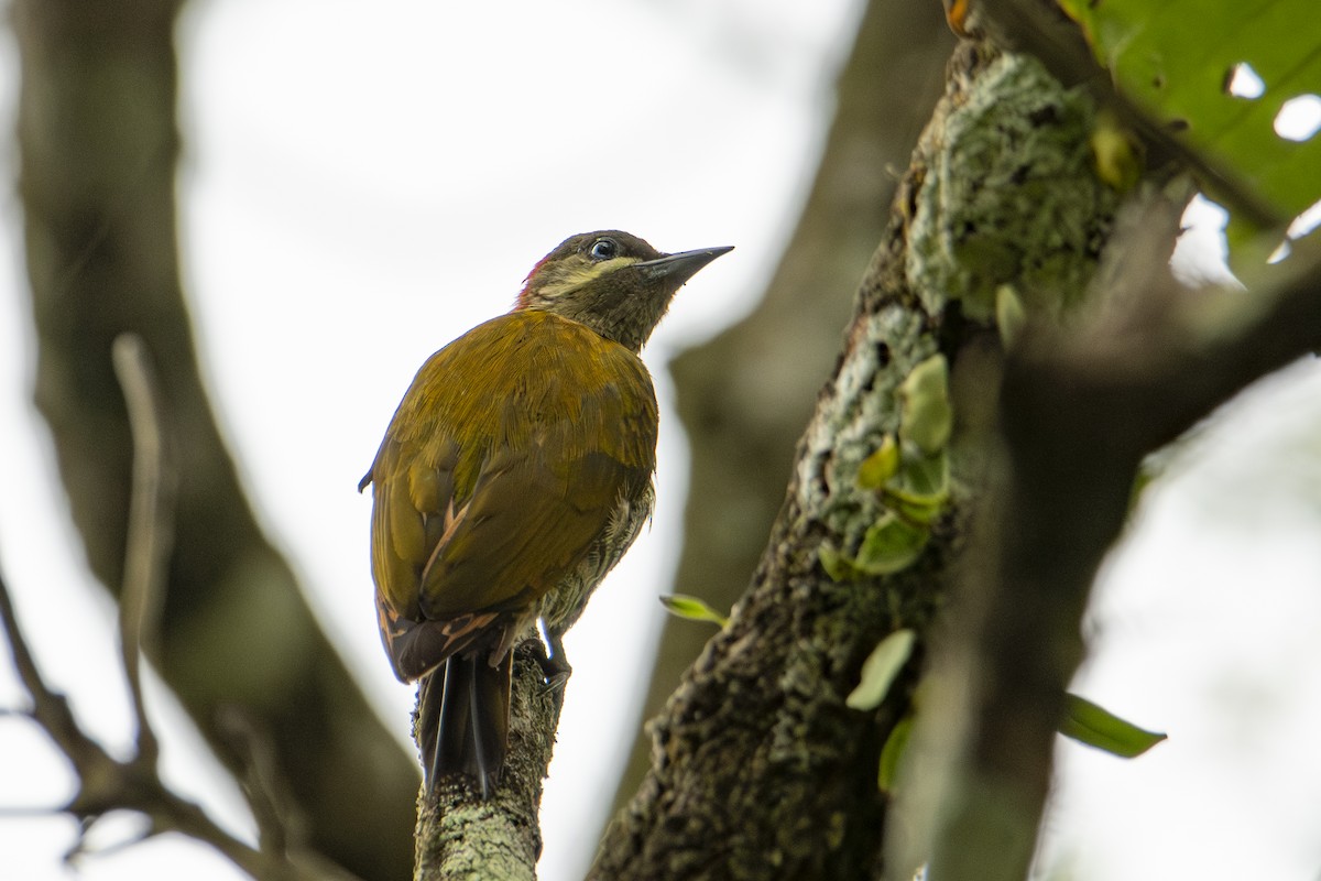 Stripe-cheeked Woodpecker - ML589713661