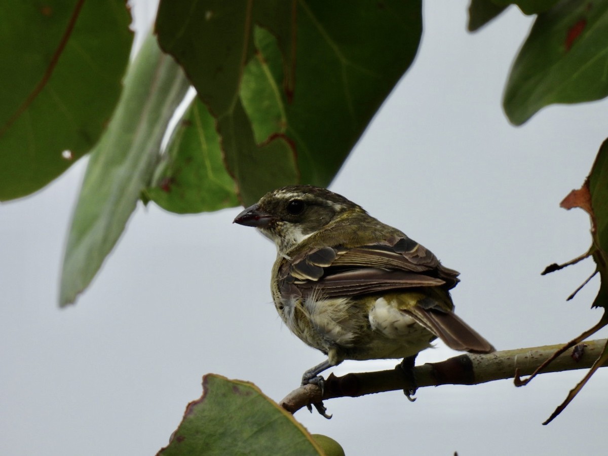 Puerto-Rico-Streifenkopftangare - ML589714911