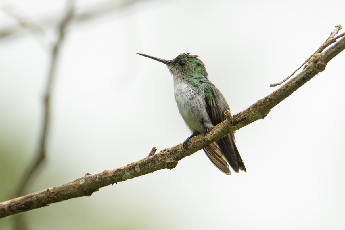 Violet-bellied Hummingbird - Andy Bowen