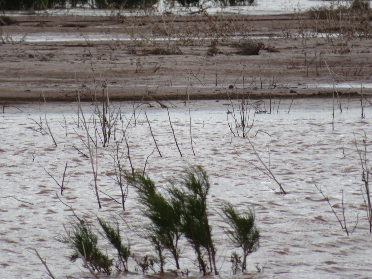 Snowy Plover - ML58971591