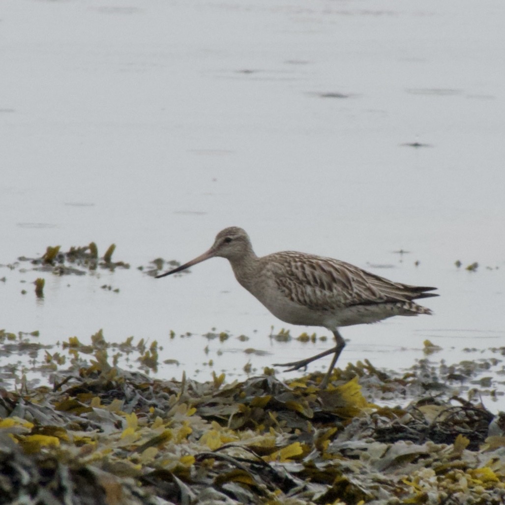 Bar-tailed Godwit - Anonymous