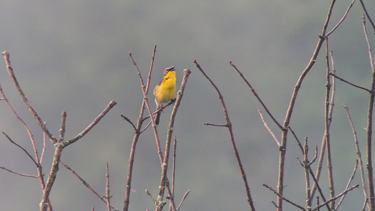 Yellow-breasted Chat - ML589716681