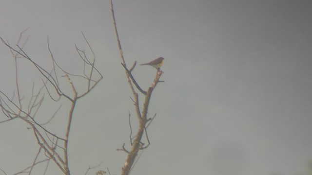 Yellow-breasted Chat - ML589716741