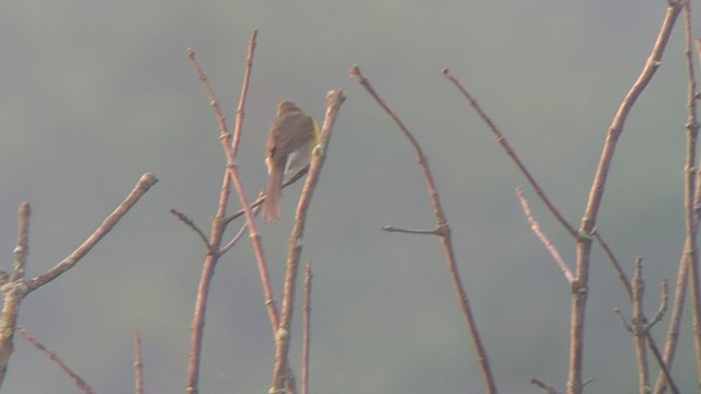 Yellow-breasted Chat - ML589716781