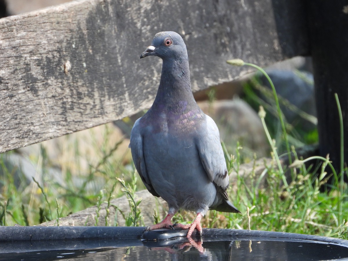 Rock Pigeon (Feral Pigeon) - ML589718571