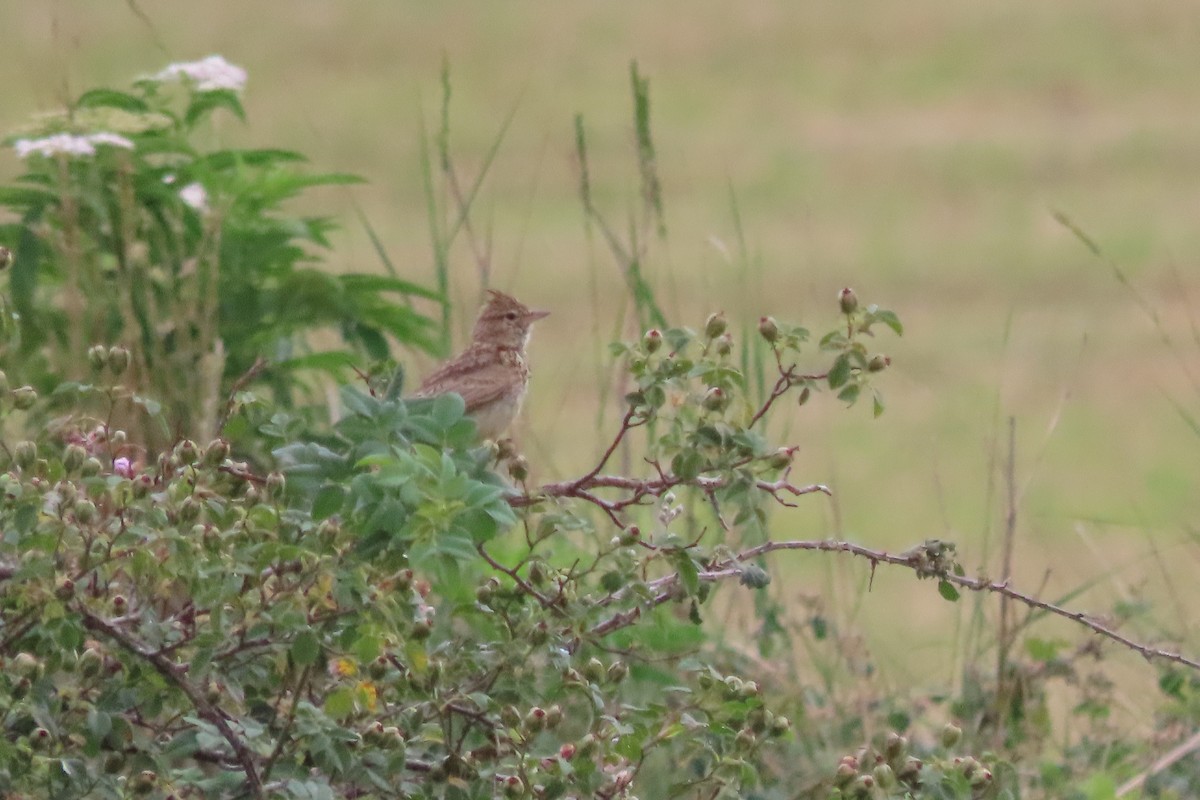 Thekla's Lark - ML589723271