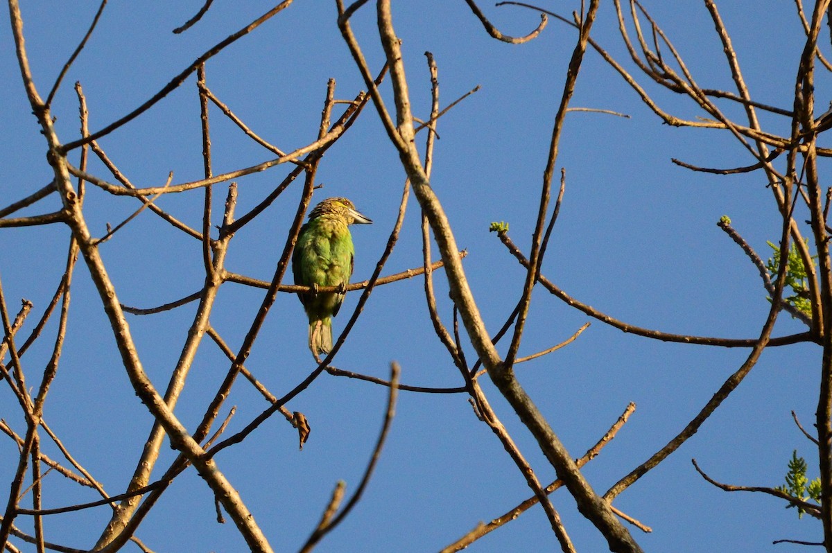 Green-eared Barbet - ML589724071