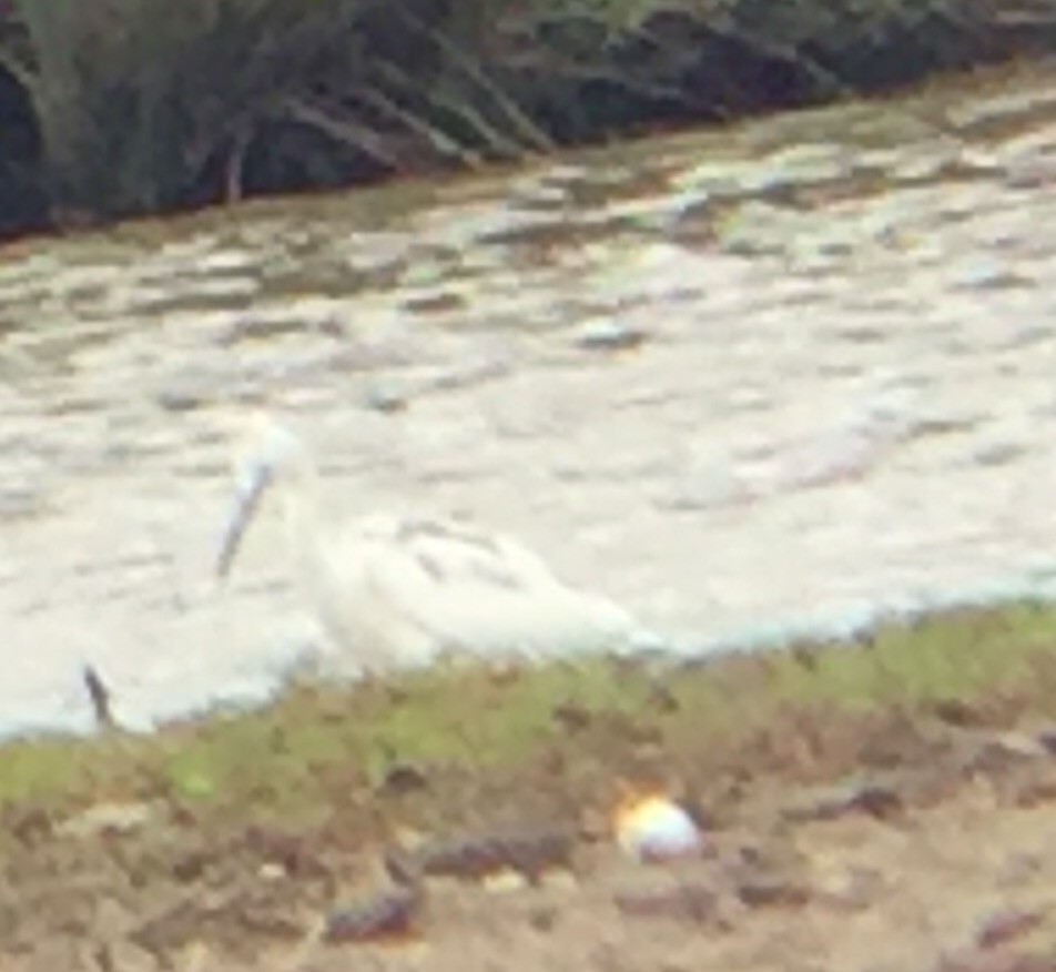 Little Blue Heron - ML58972451