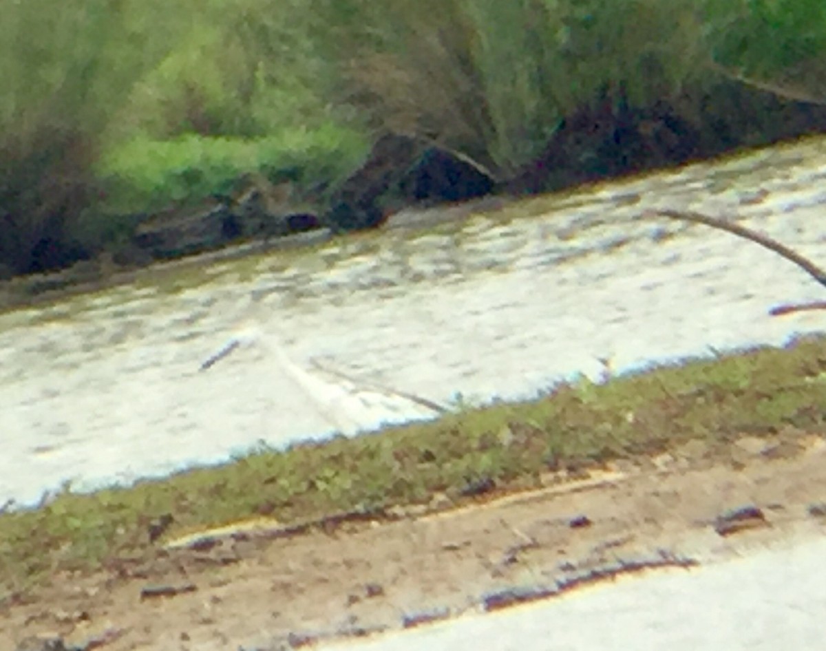 Little Blue Heron - ML58972461