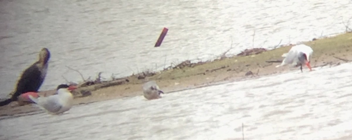 Laughing Gull - ML58972711