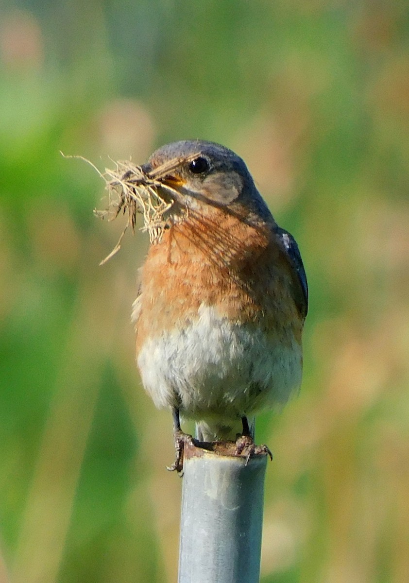 Eastern Bluebird - ML589728451