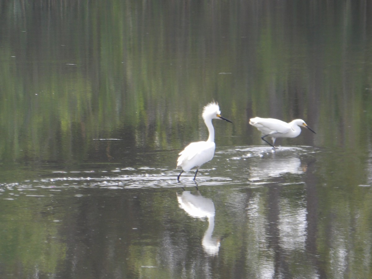 לבנית אמריקנית - ML589729501