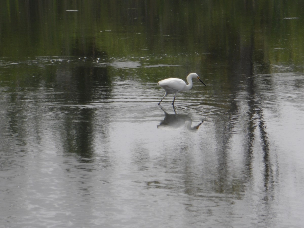 לבנית אמריקנית - ML589729511