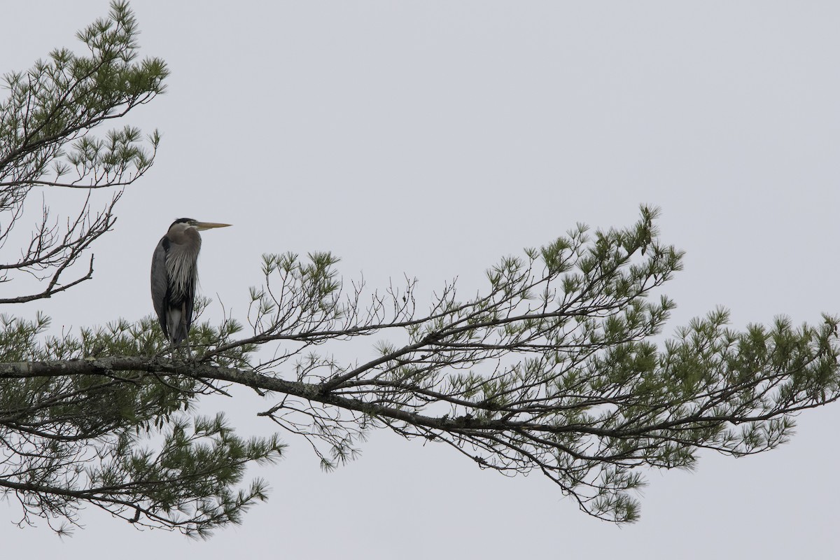 Great Blue Heron - ML58972981