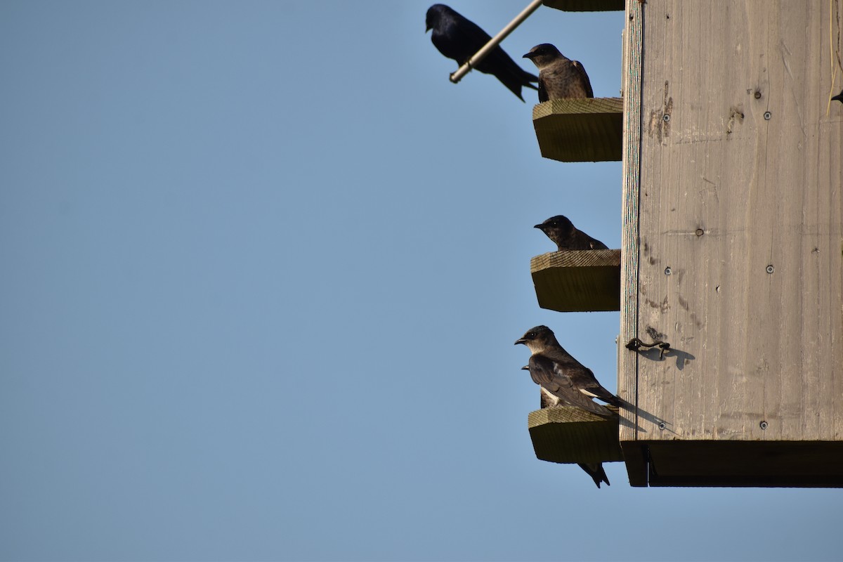 Purple Martin - ML589730181